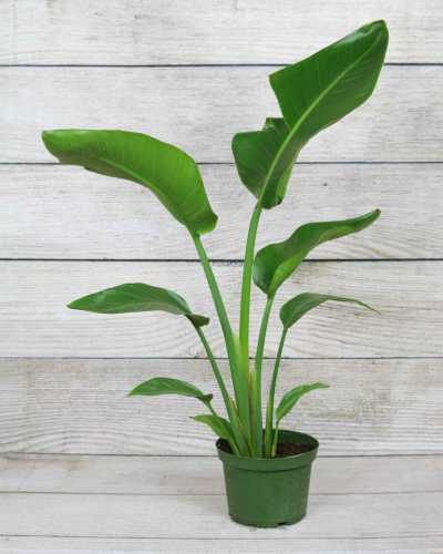 paraiso verde variegata Buy Philodendron Paraiso Verde Aurea Vari… main image 1
