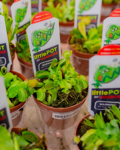 Buy Venus Fly Trap (Dionaea muscipula) 3" | Bath Garden Center