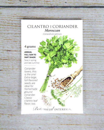 An image of Cilantro/Coriander (Moroccan)